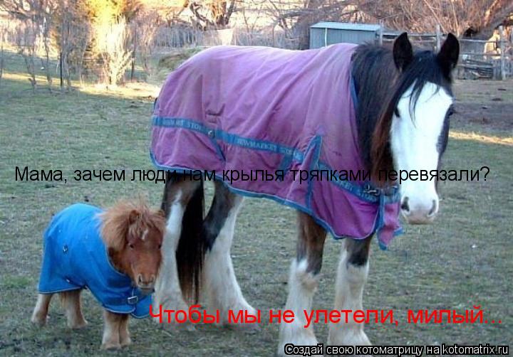 Мама, зачем люди нам крылья тряпками перевязали? Чтобы мы не улетели, милый...... Котоматрица: Мама, зачем люди нам крылья тряпками перевязали? Чтобы мы не улетели, милый...