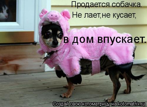 Продается собачка. Не лает,не кусает, в дом впускает.... Котоматрица: Продается собачка. Не лает,не кусает, в дом впускает.