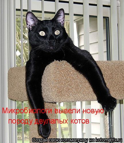 породу двулапых котов Микробиологи вывели новую... Котоматрица: породу двулапых котов Микробиологи вывели новую