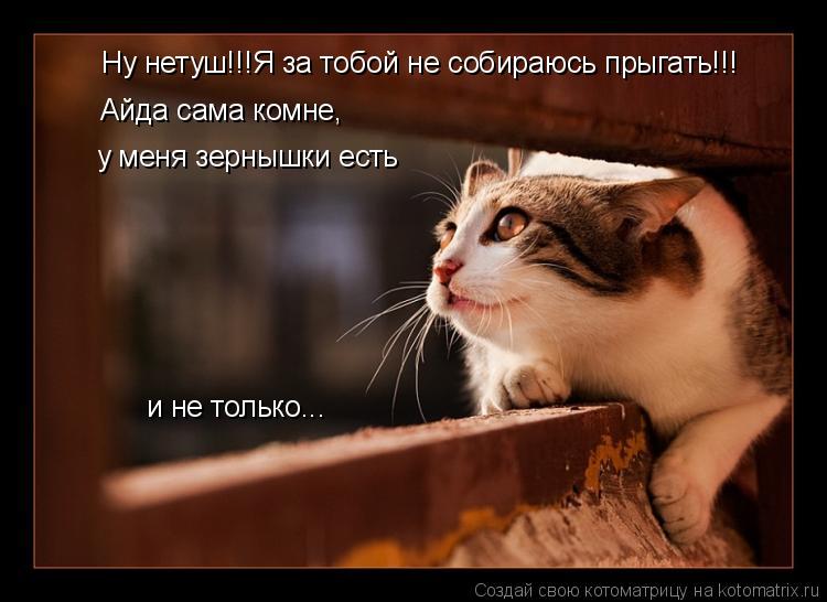 Ну нетуш!!!Я за тобой не собираюсь прыгать!!! Айда сама комне, у меня зернышки есть и не только...... Котоматрица: Ну нетуш!!!Я за тобой не собираюсь прыгать!!! Айда сама комне, у меня зернышки есть и не только...