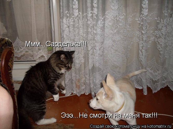 Ммм...Сарделька!!! Эээ...Не смотри на меня так!!!... Котоматрица: Ммм...Сарделька!!! Эээ...Не смотри на меня так!!!