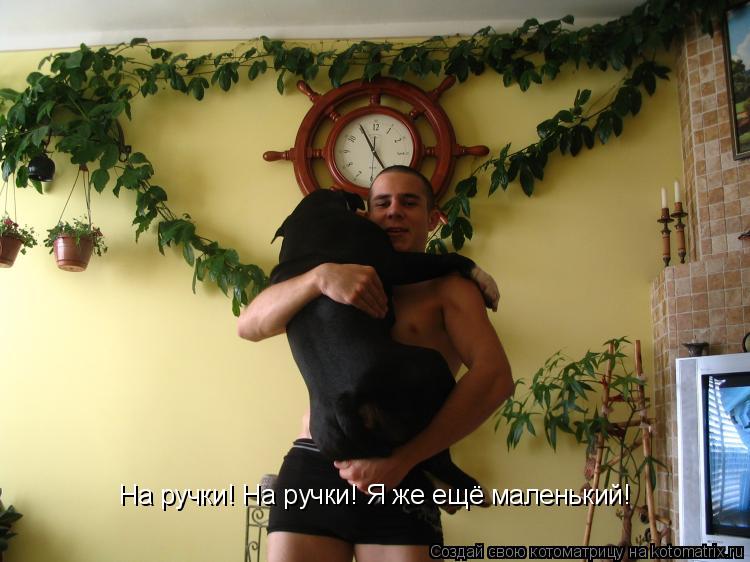 На ручки! На ручки! Я же ещё маленький!... Котоматрица: На ручки! На ручки! Я же ещё маленький!