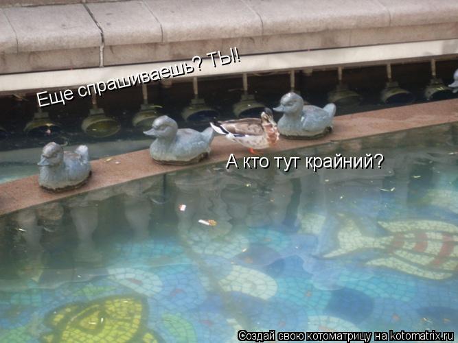 А кто тут крайний? Еще спрашиваешь? ТЫ!... Котоматрица: А кто тут крайний? Еще спрашиваешь? ТЫ!