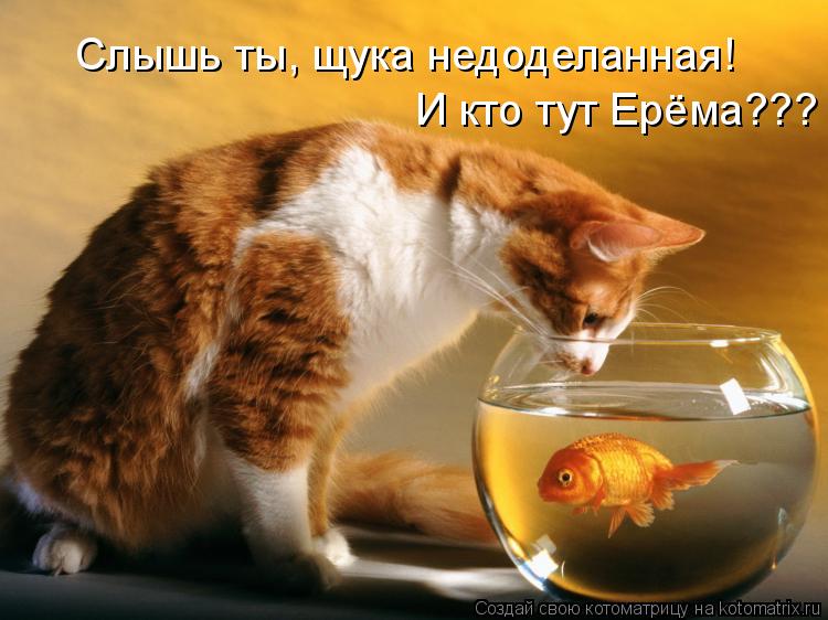 Слышь ты, щука недоделанная! И кто тут Ерёма???... Котоматрица: Слышь ты, щука недоделанная! И кто тут Ерёма???