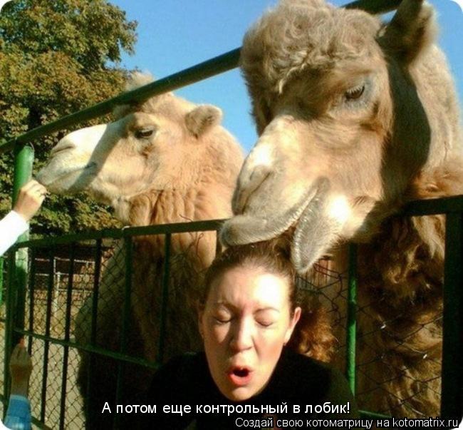 А потом еще контрольный в лобик!... Котоматрица: А потом еще контрольный в лобик!