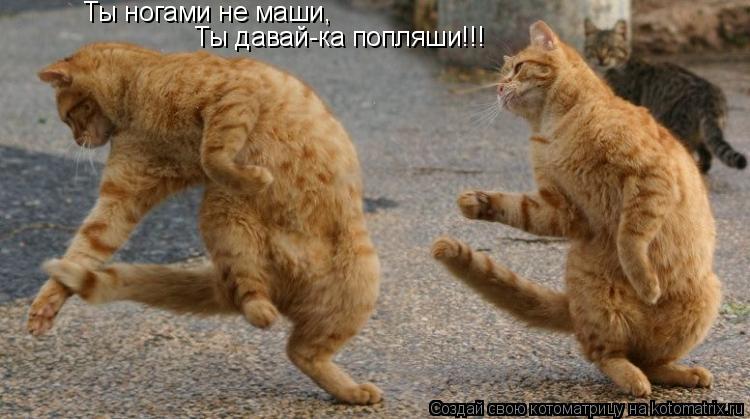 Ты ногами не маши, Ты давай-ка попляши!!!... Котоматрица: Ты ногами не маши, Ты давай-ка попляши!!!
