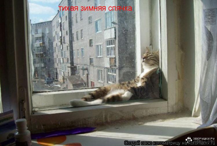 тихая зимняя спячка... Котоматрица: тихая зимняя спячка