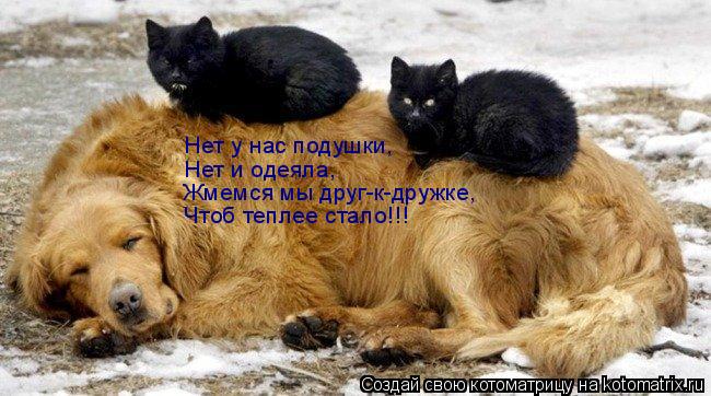 Нет у нас подушки, Нет и одеяла, Жмемся мы друг-к-дружке, Чтоб теплее стало!!!... Котоматрица: Нет у нас подушки, Нет и одеяла, Жмемся мы друг-к-дружке, Чтоб теплее стало!!!