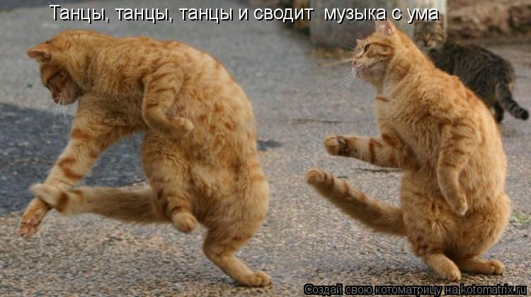 Танцы, танцы, танцы и сводит музыка с ума... Котоматрица: Танцы, танцы, танцы и сводит музыка с ума