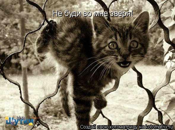 Не буди во мне зверя!... Котоматрица: Не буди во мне зверя!