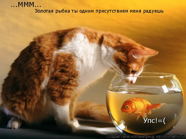 ...МММ... Золотая рыбка ты одним присутствием меня радуешь Упс!=(... Котоматрица: ...МММ... Золотая рыбка ты одним присутствием меня радуешь Упс!=(