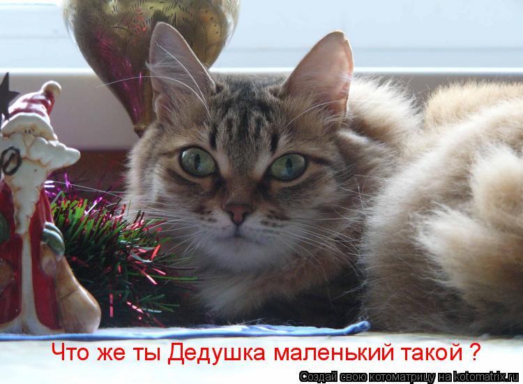 Что же ты Дедушка маленький такой ?... Котоматрица: Что же ты Дедушка маленький такой ?