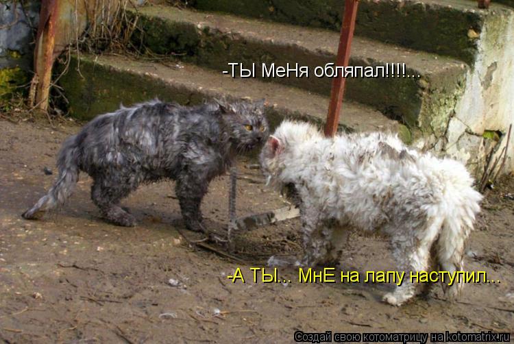 -ТЫ МеНя обляпал!!!!... -А ТЫ... МнЕ на лапу наступил...... Котоматрица: -ТЫ МеНя обляпал!!!!... -А ТЫ... МнЕ на лапу наступил...