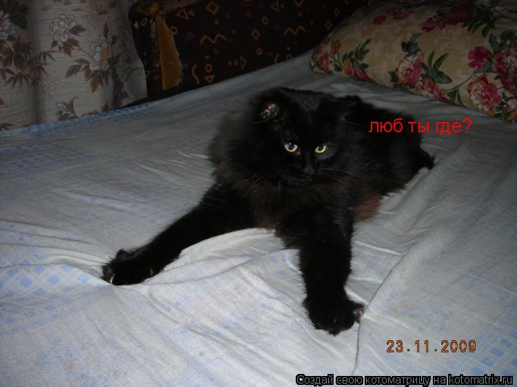люб ты где?... Котоматрица: люб ты где?