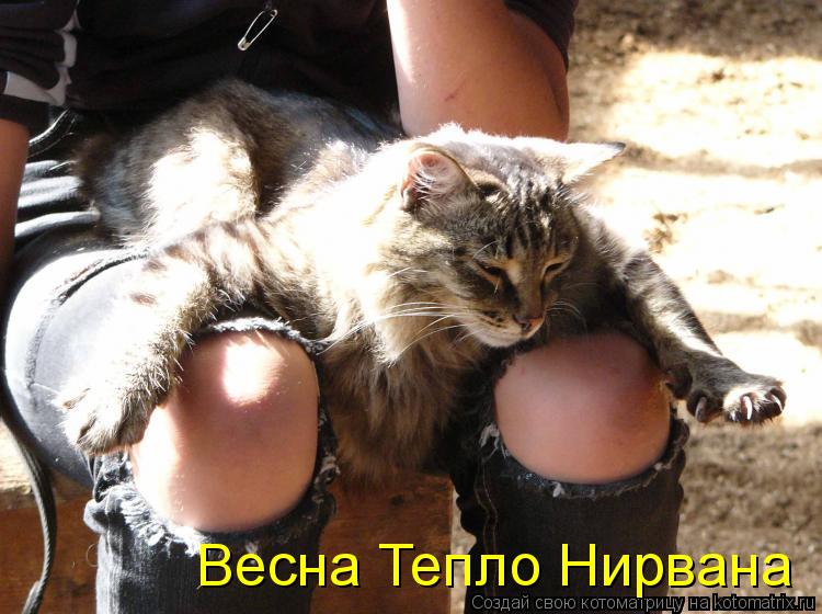 Весна Тепло Нирвана... Котоматрица: Весна Тепло Нирвана