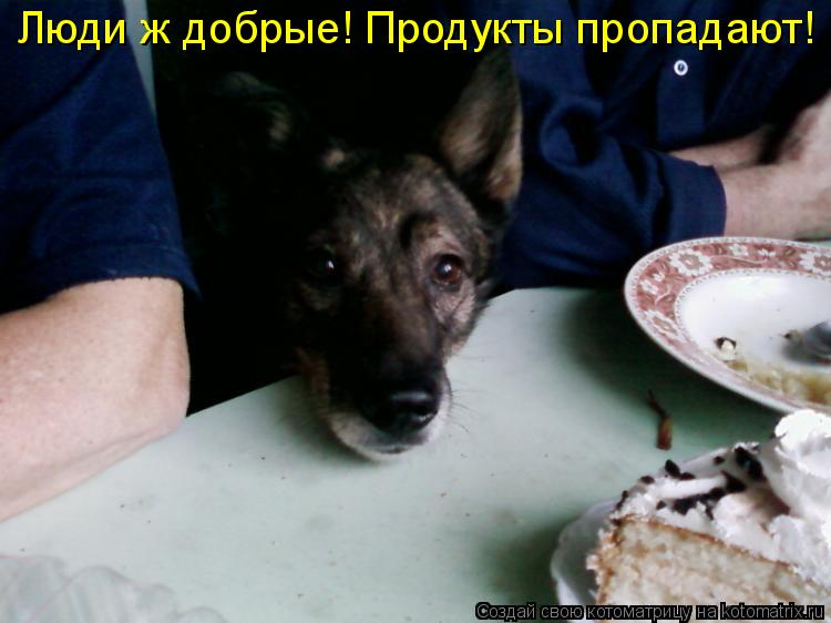 Люди ж добрые! Продукты пропадают!... Котоматрица: Люди ж добрые! Продукты пропадают!