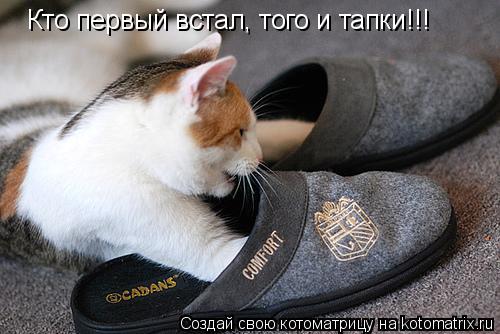 Кто первый встал, того и тапки!!!... Котоматрица: Кто первый встал, того и тапки!!!