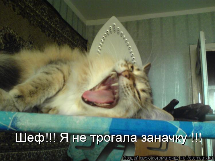 Шеф!!! Я не трогала заначку !!!... Котоматрица: Шеф!!! Я не трогала заначку !!!