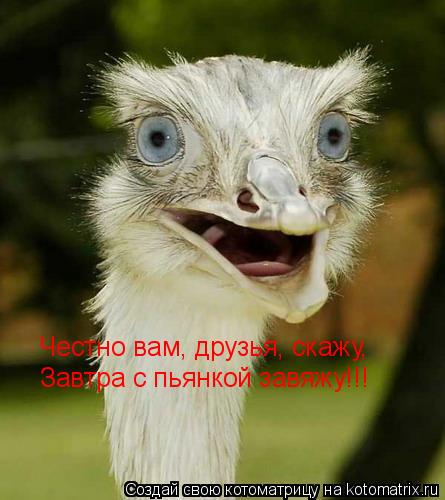 Честно вам, друзья, скажу, Завтра с пьянкой завяжу!!!... Котоматрица: Честно вам, друзья, скажу, Завтра с пьянкой завяжу!!!