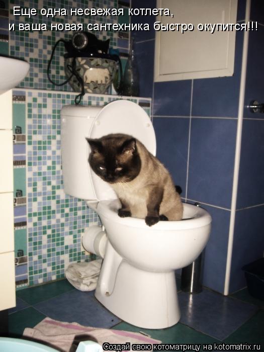 Еще одна несвежая котлета, и ваша новая сантехника быстро окупится!!!... Котоматрица: Еще одна несвежая котлета, и ваша новая сантехника быстро окупится!!!