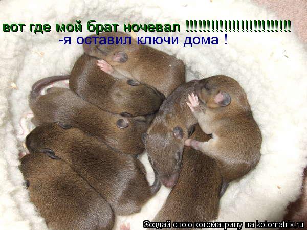 вот где мой брат ночевал !!!!!!!!!!!!!!!!!!!!!!!!! -я оставил ключи дома !... Котоматрица: вот где мой брат ночевал !!!!!!!!!!!!!!!!!!!!!!!!! -я оставил ключи дома !