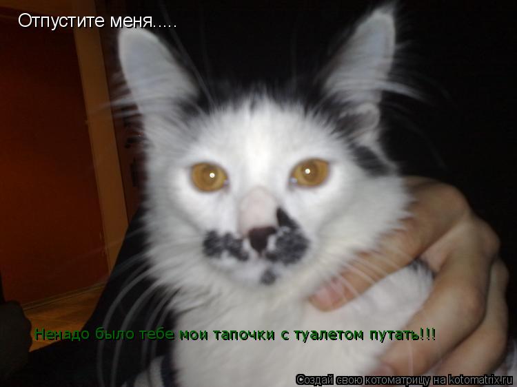 Отпустите меня..... Ненадо было тебе мои тапочки с туалетом путать!!!... Котоматрица: Отпустите меня..... Ненадо было тебе мои тапочки с туалетом путать!!!