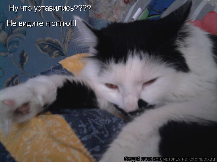 Ну что уставились???? Не видите я сплю!!!... Котоматрица: Ну что уставились???? Не видите я сплю!!!