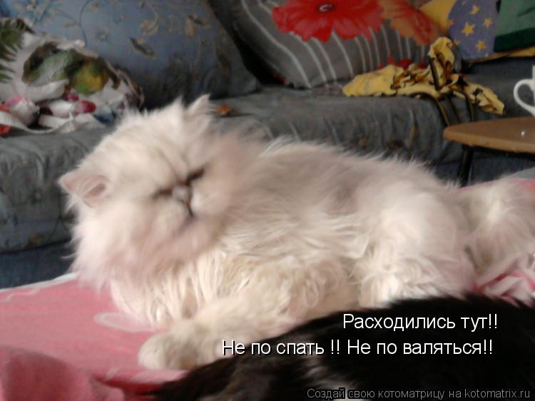Расходились тут!! Не по спать !! Не по валяться!!... Котоматрица: Расходились тут!! Не по спать !! Не по валяться!!