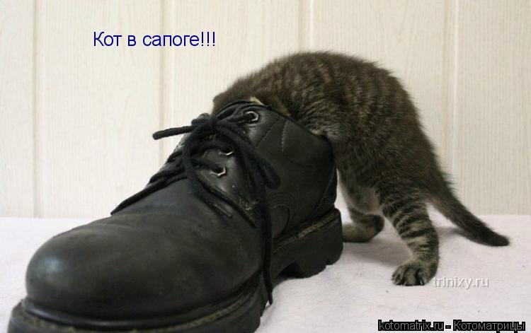 Кот в сапоге!!!... Котоматрица: Кот в сапоге!!!