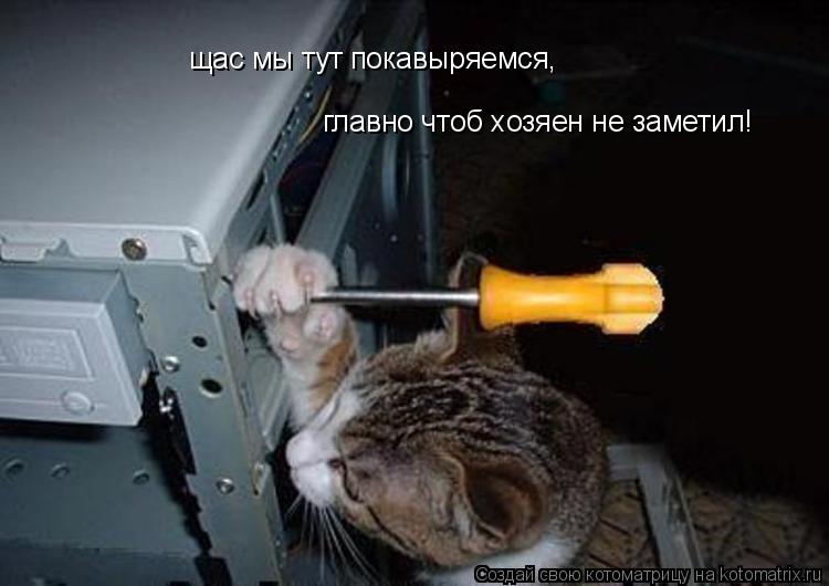 щас мы тут покавыряемся, щас мы тут покавыряемся, главно чтоб хозяен не заметил!... Котоматрица: щас мы тут покавыряемся, щас мы тут покавыряемся, главно чтоб хозяен не заметил!