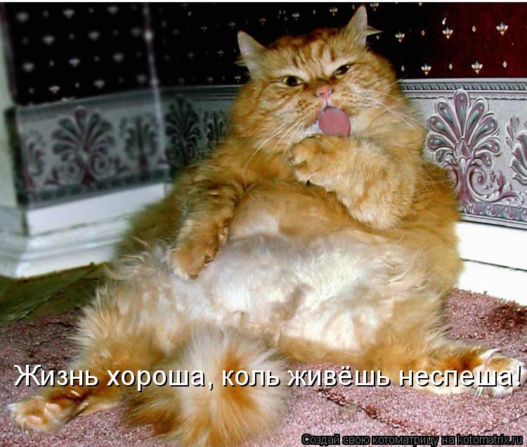 Жизнь хороша, коль живёшь неспеша!... Котоматрица: Жизнь хороша, коль живёшь неспеша!