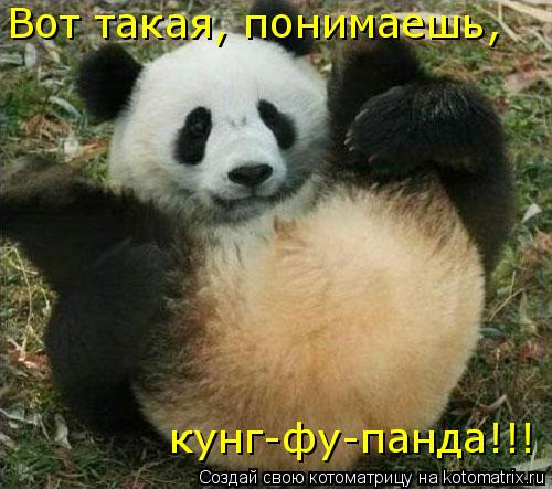 Вот такая, понимаешь, кунг-фу-панда!!!... Котоматрица: Вот такая, понимаешь, кунг-фу-панда!!!