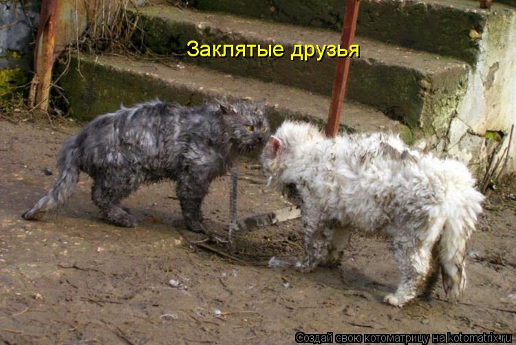 Заклятые друзья... Котоматрица: Заклятые друзья