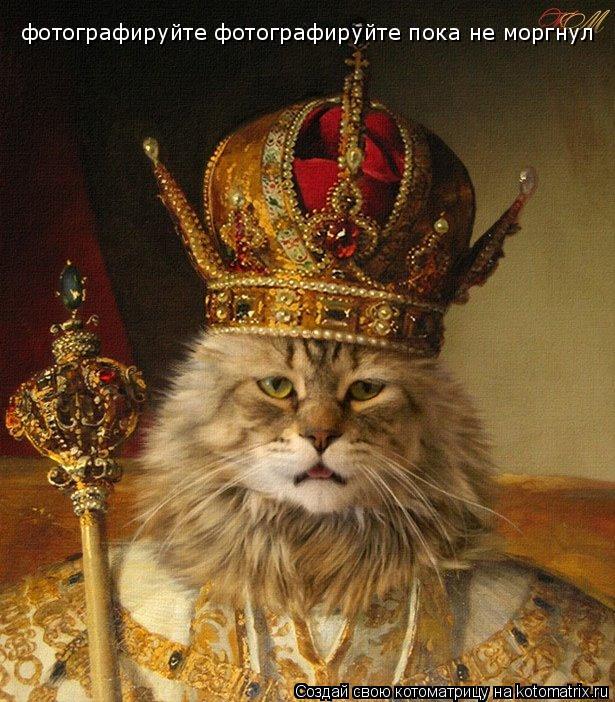 фотографируйте фотографируйте пока не моргнул... Котоматрица: фотографируйте фотографируйте пока не моргнул