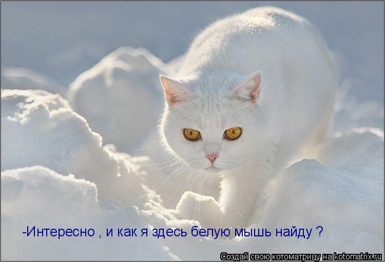-Интересно , и как я здесь белую мышь найду ?... Котоматрица: -Интересно , и как я здесь белую мышь найду ?