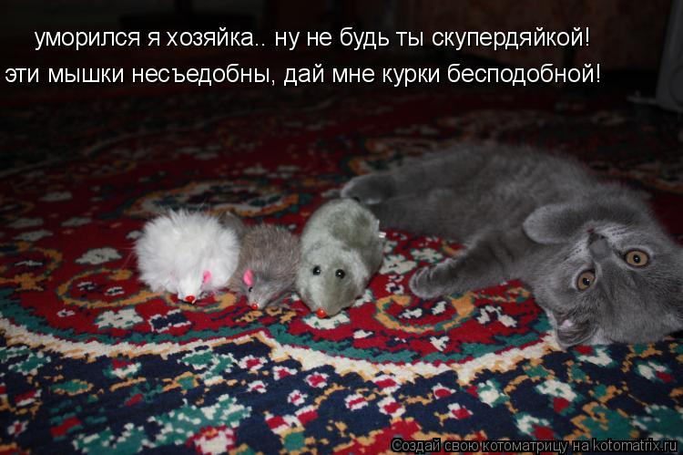 уморился я хозяйка.. ну не будь ты скупердяйкой! эти мышки несъедобны, дай мне курки бесподобной!... Котоматрица: уморился я хозяйка.. ну не будь ты скупердяйкой! эти мышки несъедобны, дай мне курки бесподобной!