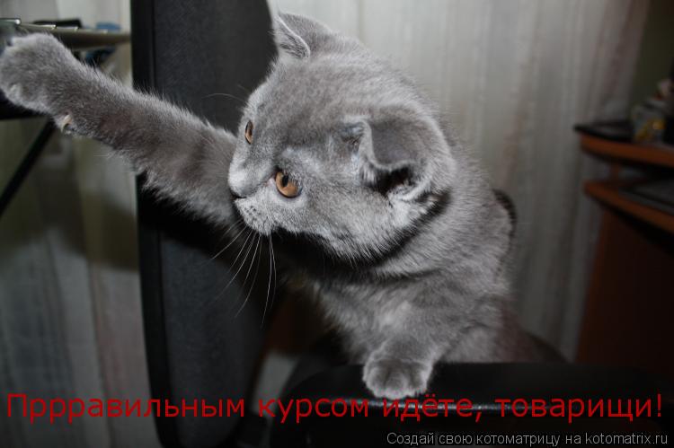 Пррравильным курсом идёте, товарищи!... Котоматрица: Пррравильным курсом идёте, товарищи!