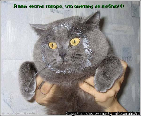 Я вам честно говорю, что сметану не люблю!!!!... Котоматрица: Я вам честно говорю, что сметану не люблю!!!!