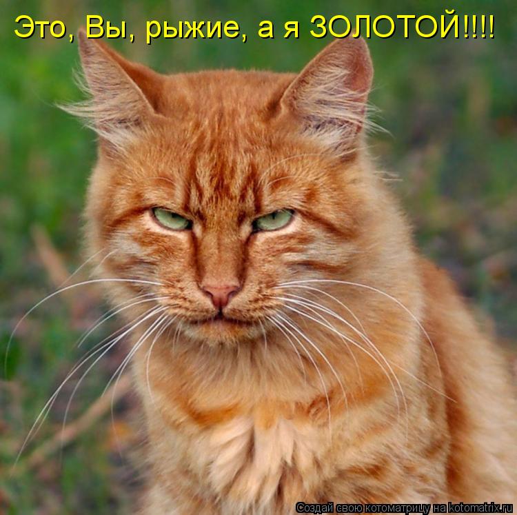 Это, Вы, рыжие, а я ЗОЛОТОЙ!!!!... Котоматрица: Это, Вы, рыжие, а я ЗОЛОТОЙ!!!!