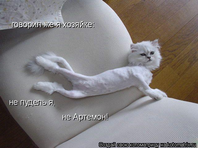 говорил же я хозяйке: не пудель я, не Артемон!... Котоматрица: говорил же я хозяйке: не пудель я, не Артемон!