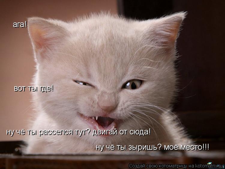 ага! вот ты где! ну чё ты расселся тут? двигай от сюда! ну чё ты зыришь? моё место!!!... Котоматрица: ага! вот ты где! ну чё ты расселся тут? двигай от сюда! ну чё ты зыришь? моё место!!!