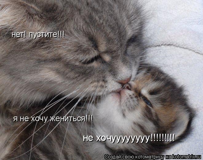 нет! пустите!!! я не хочу жениться!!! не хочуууууууу!!!!!!!!!... Котоматрица: нет! пустите!!! я не хочу жениться!!! не хочуууууууу!!!!!!!!!