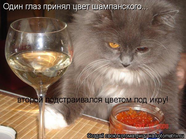 Один глаз принял цвет шампанского... второй подстраивался цветом под икру!... Котоматрица: Один глаз принял цвет шампанского... второй подстраивался цветом под икру!