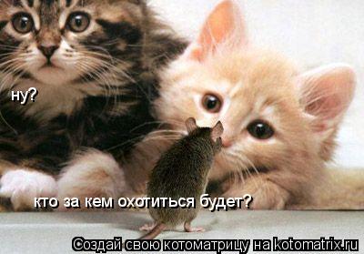 ну? кто за кем охотиться будет?... Котоматрица: ну? кто за кем охотиться будет?