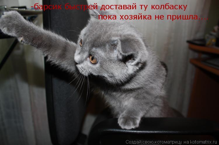 -барсик быстрей доставай ту колбаску пока хозяйка не пришла....... Котоматрица: -барсик быстрей доставай ту колбаску пока хозяйка не пришла....