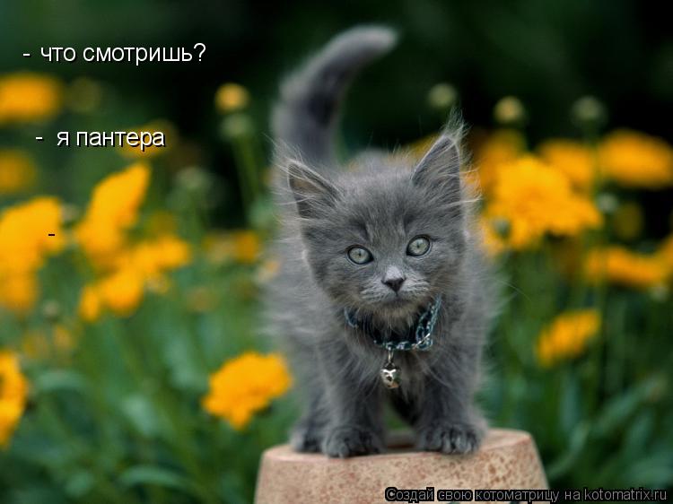 что смотришь? - я пантера - -... Котоматрица: что смотришь? - я пантера - -