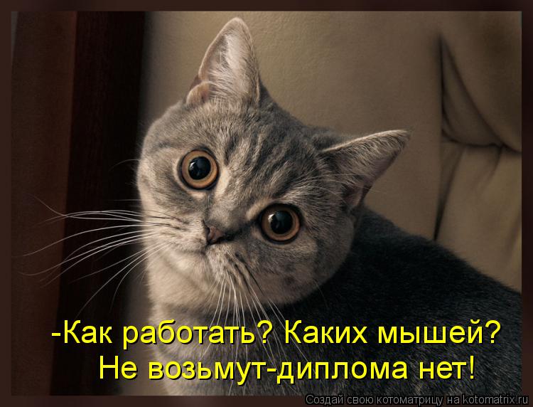 -Как работать? Каких мышей? Не возьмут-диплома нет!... Котоматрица: -Как работать? Каких мышей? Не возьмут-диплома нет!