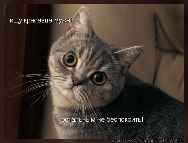 ищу красавца мужа! остальным не беспокоить!... Котоматрица: ищу красавца мужа! остальным не беспокоить!