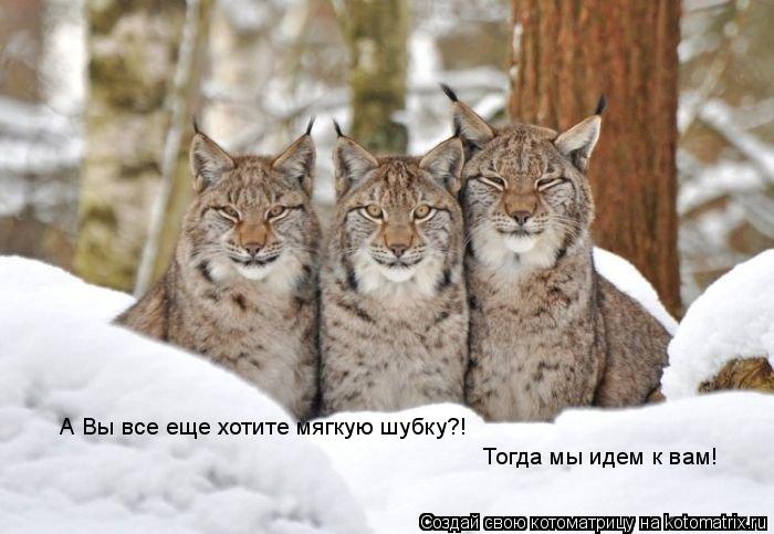 Тогда мы идем к вам! А Вы все еще хотите мягкую шубку?!... Котоматрица: Тогда мы идем к вам! А Вы все еще хотите мягкую шубку?!
