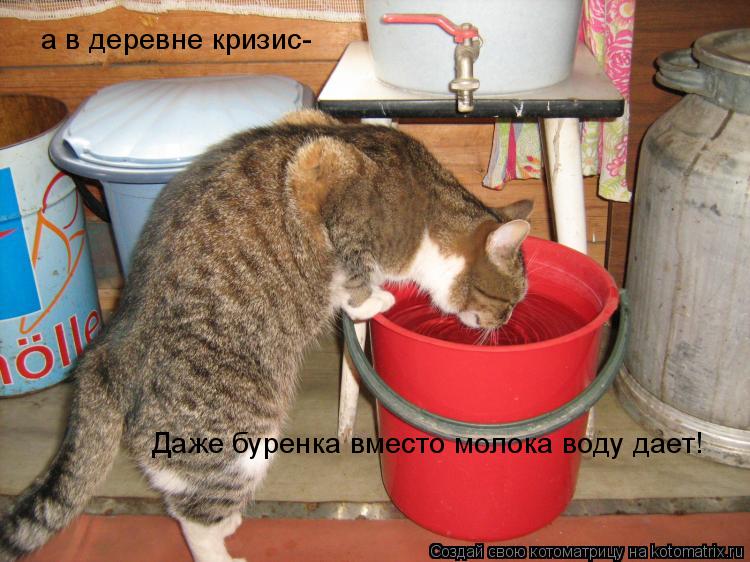 а в деревне кризис- Даже буренка вместо молока воду дает!... Котоматрица: а в деревне кризис- Даже буренка вместо молока воду дает!